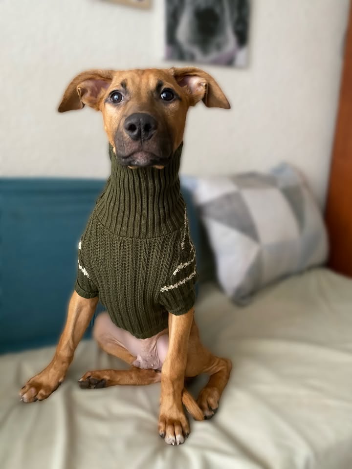Botoncito criollo 100% para adopción en Bogotá - Urgente 