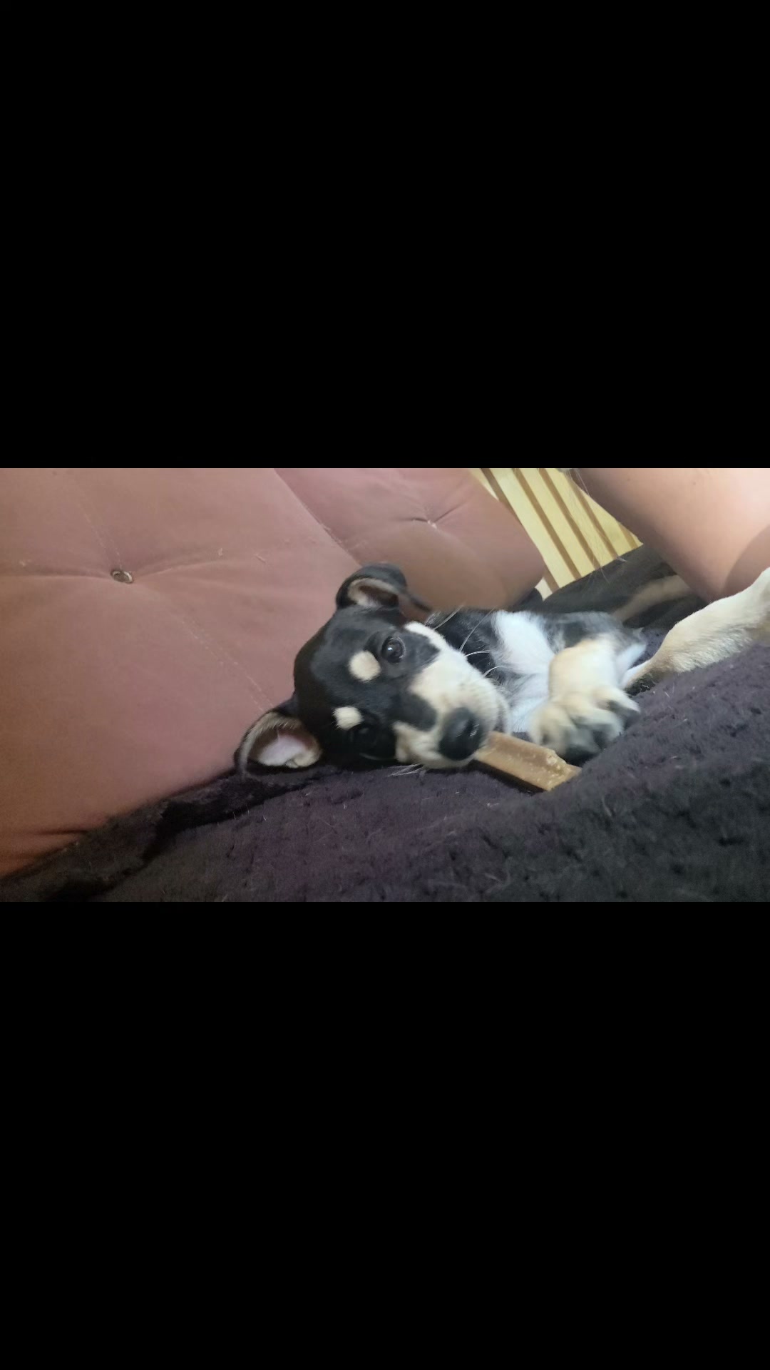 Cachorro Bruno busca hogar para siempre en Armenia, Quindío 