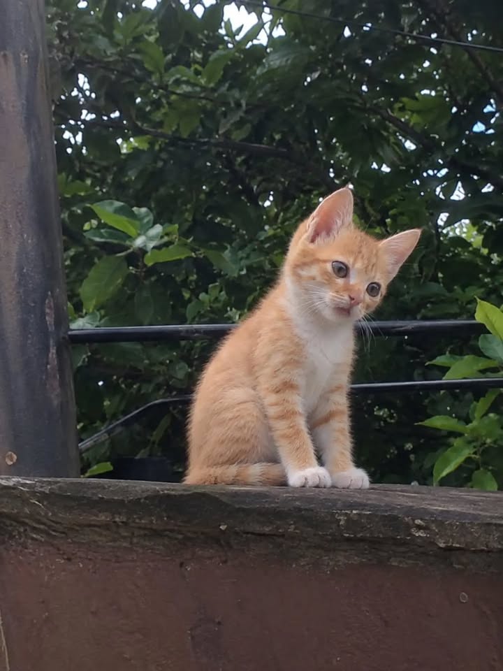 Gatitos en adopción responsable en Pereira, Risaralda 