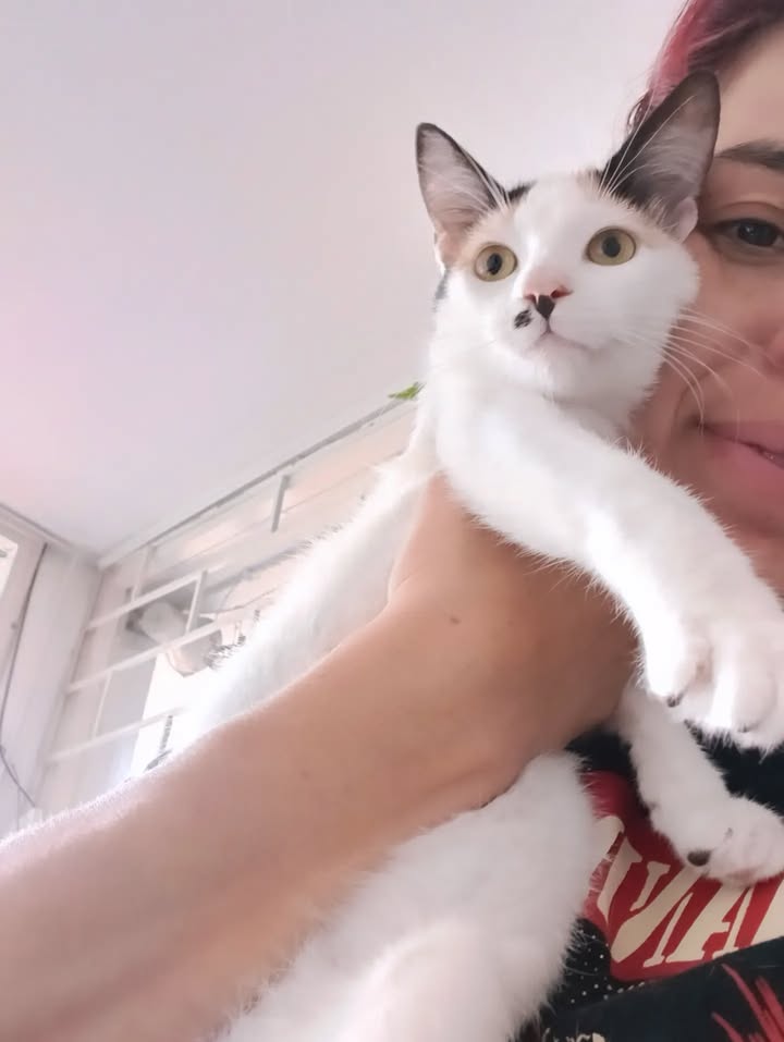 Anahí y Ethan: Gatos adoptados y felices buscan hogar 