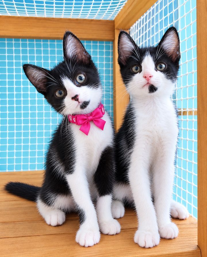 Adopción de gatitos blanco y negro en Neira 