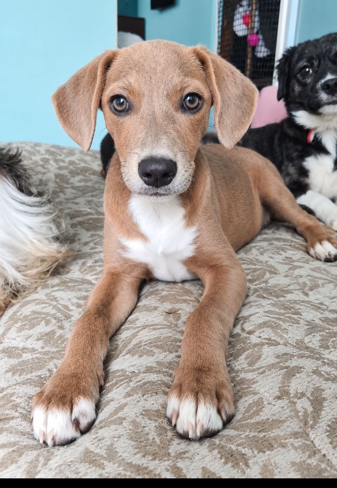 Princesa Avellana busca hogar 