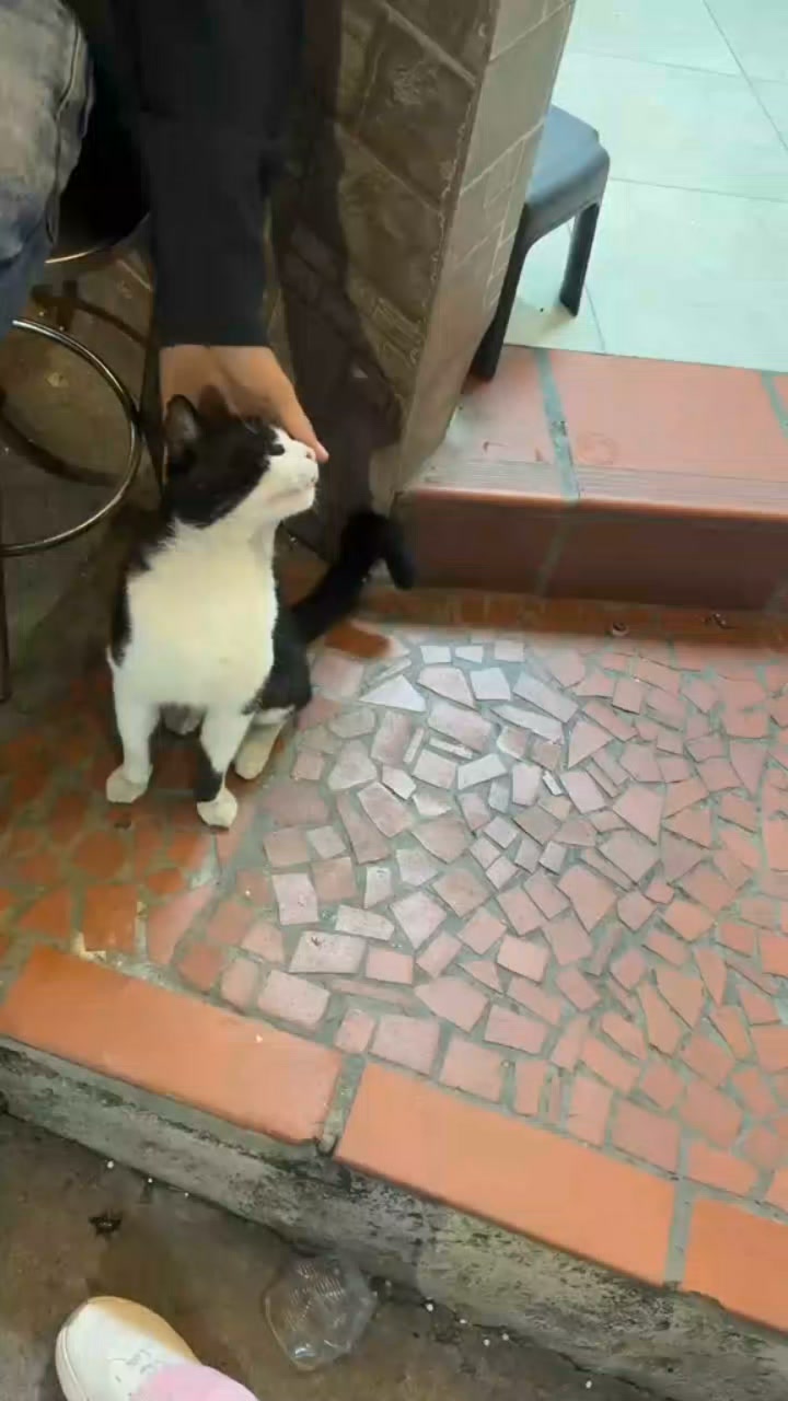 Gato en adopción en Amagá, Antioquia 