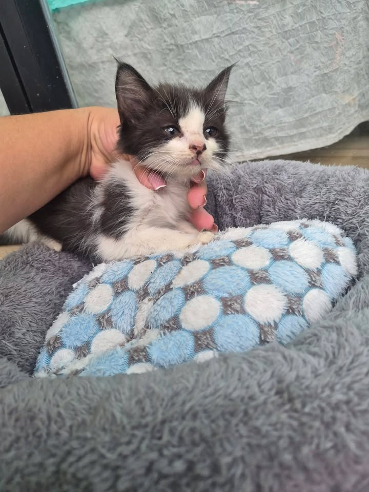 Gato en adopción en Bogota 