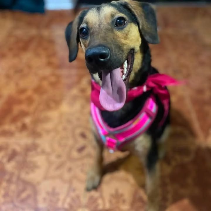 Perra en adopción en Pereira 