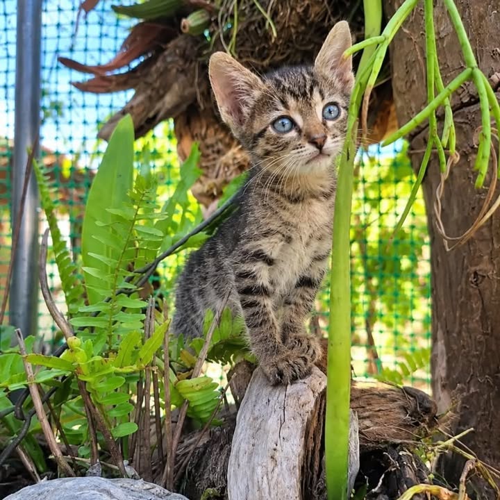 Gatitos hermosos en adopción responsable en Pereira 