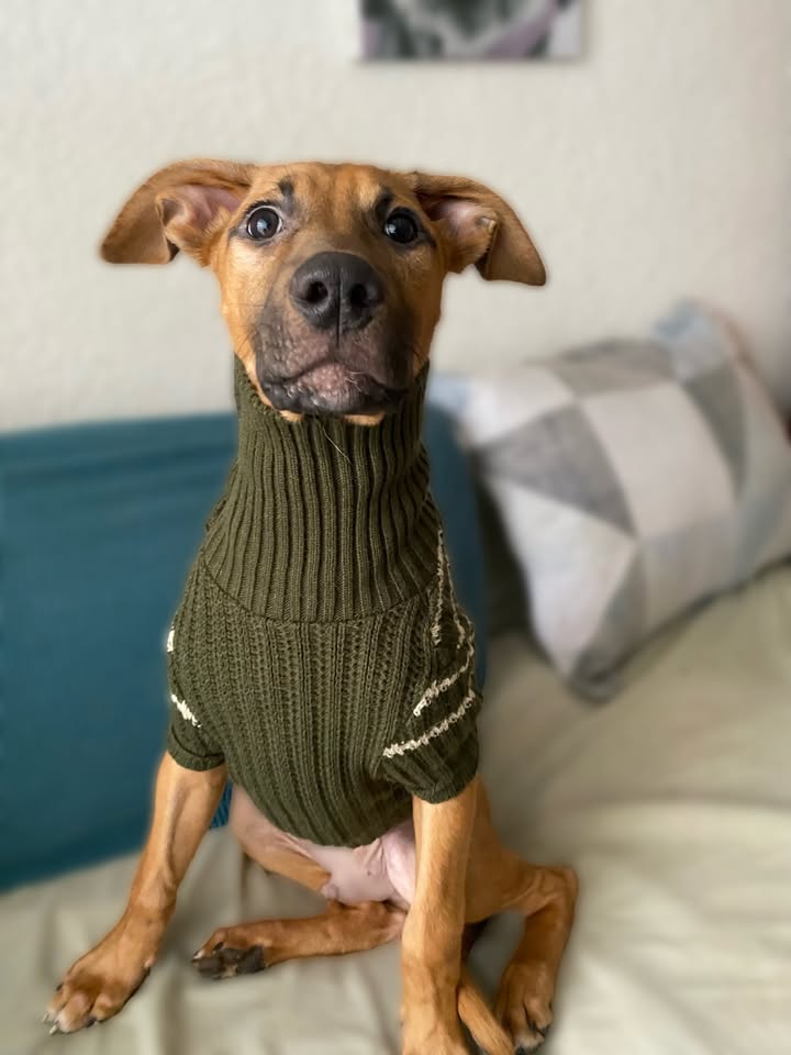 Botoncito criollo 100% para adopción en Bogotá - Urgente 