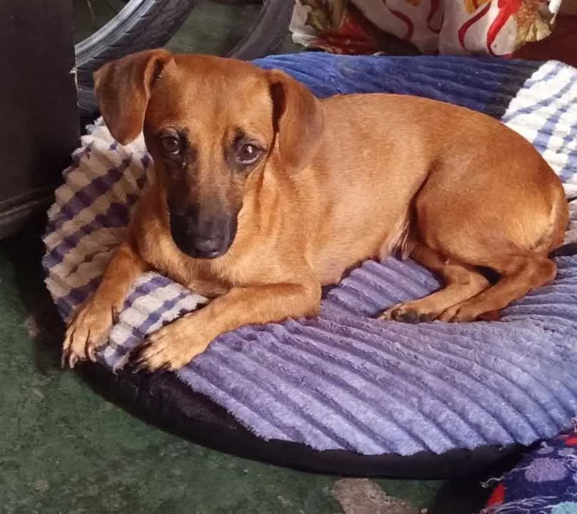 Adopción de perrita en Pereira 