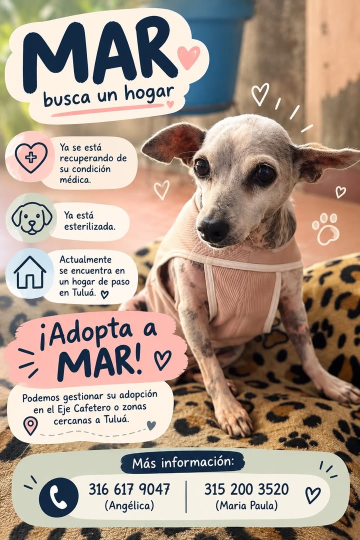 Adopta a Mar - Perro en Tuluá 