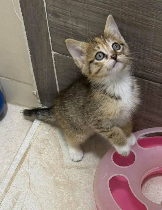 Gatas en adopción en Pereira, Risaralda 