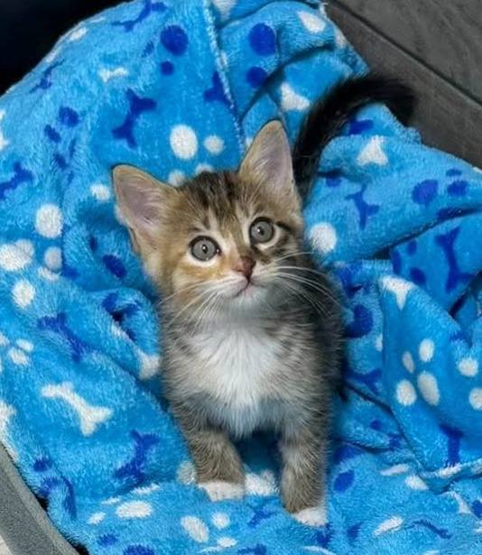 Gatas en adopción en Pereira, Risaralda 