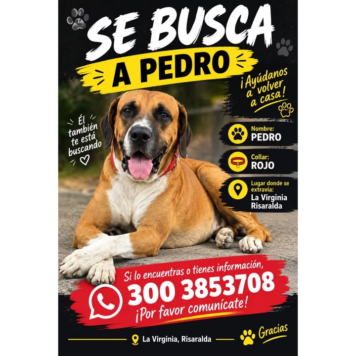 Perro Pedro perdido en La Virginia 
