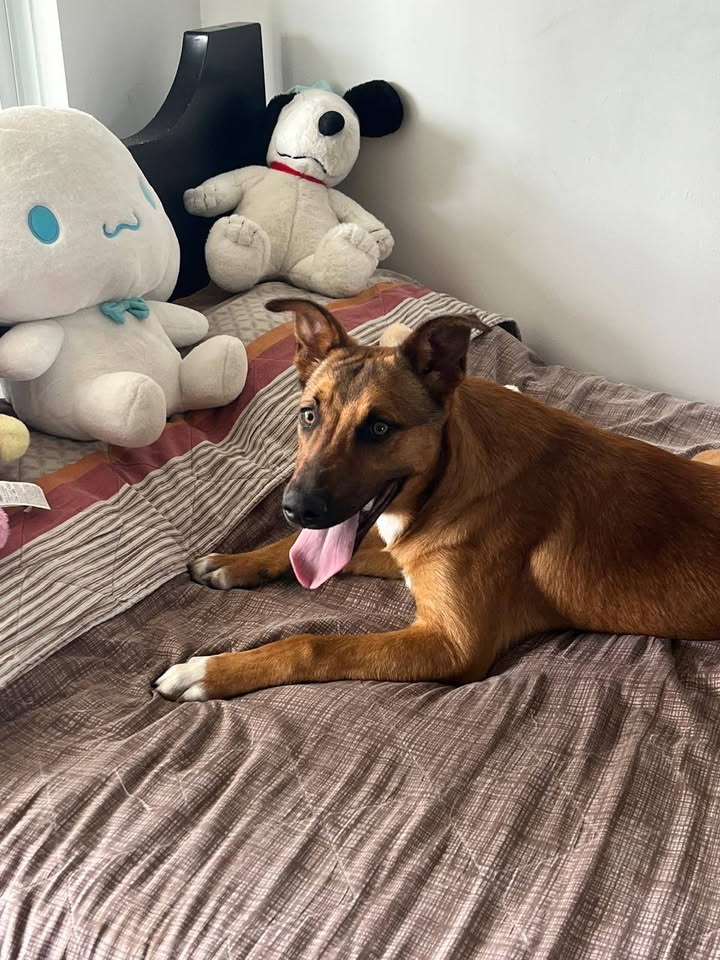 Adopta perrito dócil y juguetón en Neira, Caldas 