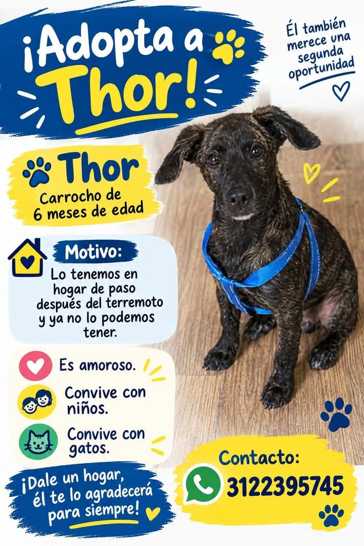 Adopta a Thor - Cachorro de 6 meses en Pereira 