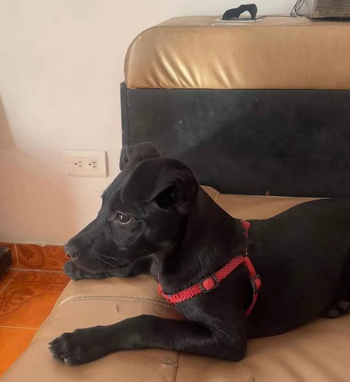 Perrito en adopción en Pereira 