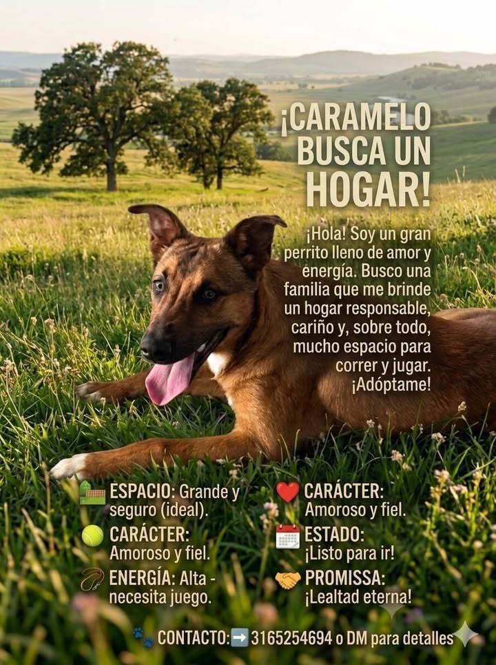 Adopta perrito dócil y juguetón en Neira, Caldas 