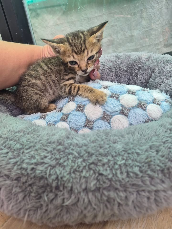 Gato en adopción en Bogota 