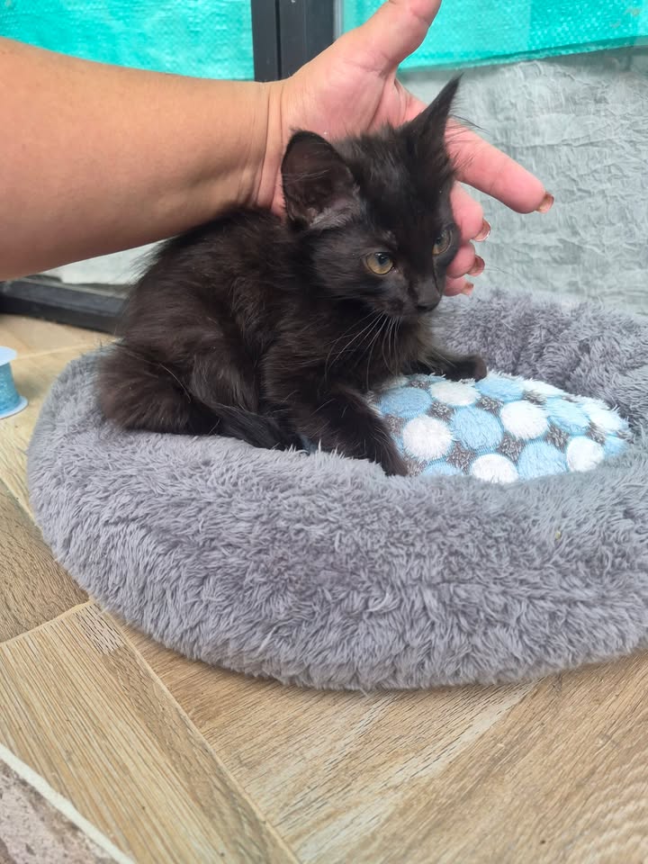 Gato en adopción en Bogota 