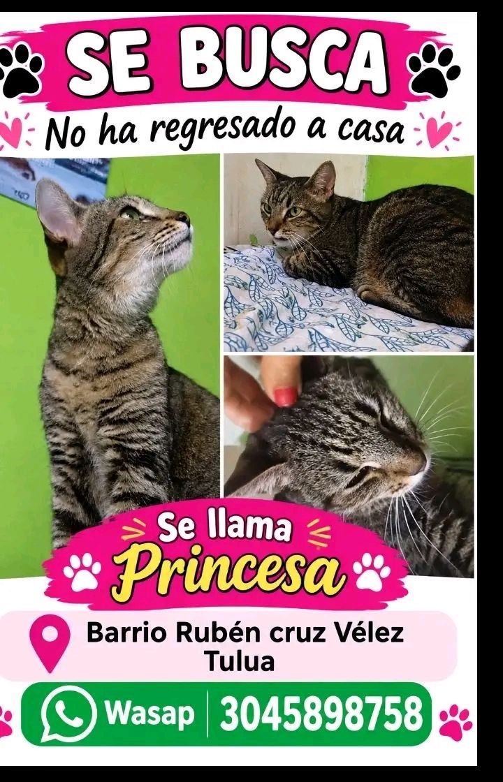 Gato perdido en Tuluá - Se busca Princesa 