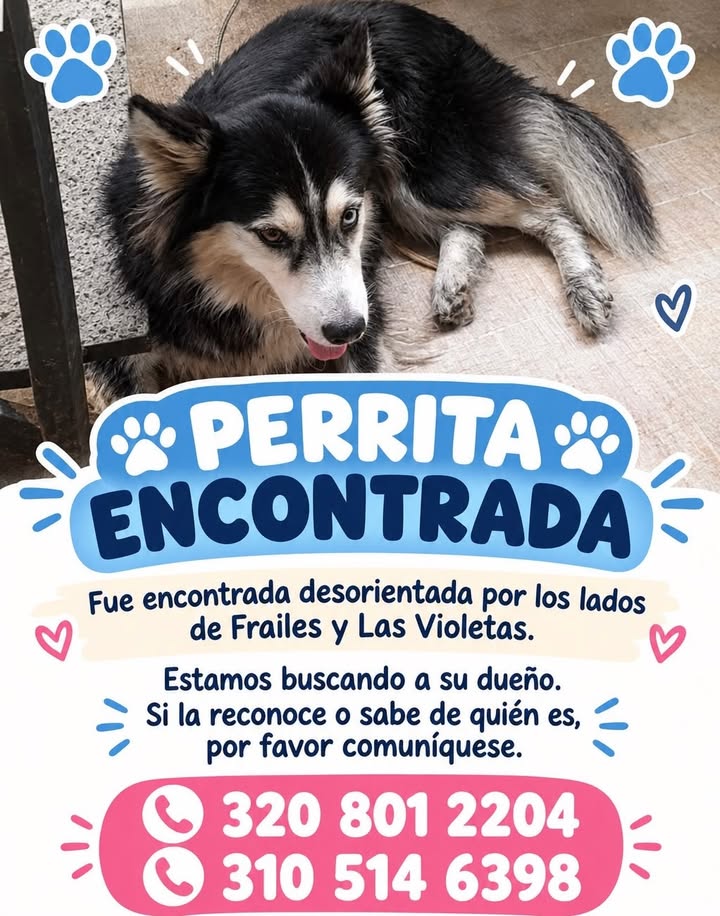 Perrita encontrada en Pereira 