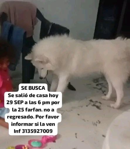 Perro Blanco Se Busca en Tuluá 