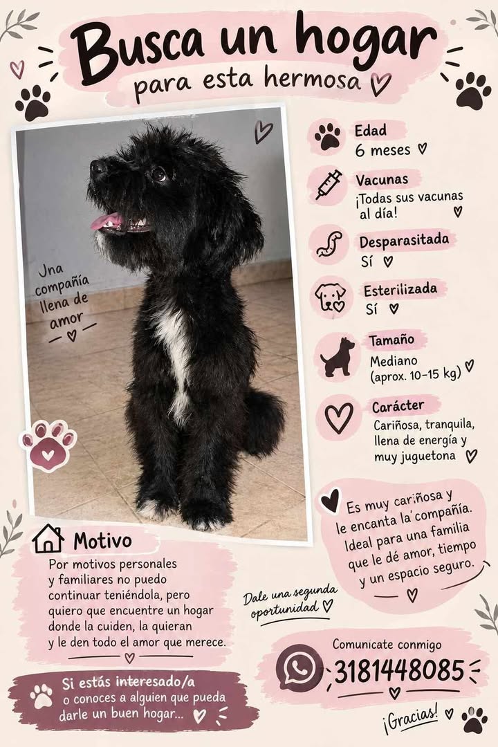 Perro Negro de Adopción en Tuluá 