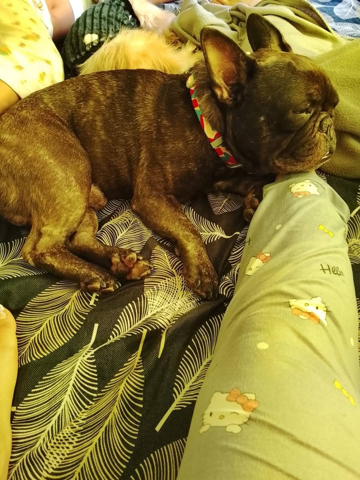 Perro Bruno en adopción responsable en Amagá, Antioquia 