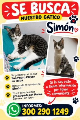Se busca gato Simón en Tuluá 