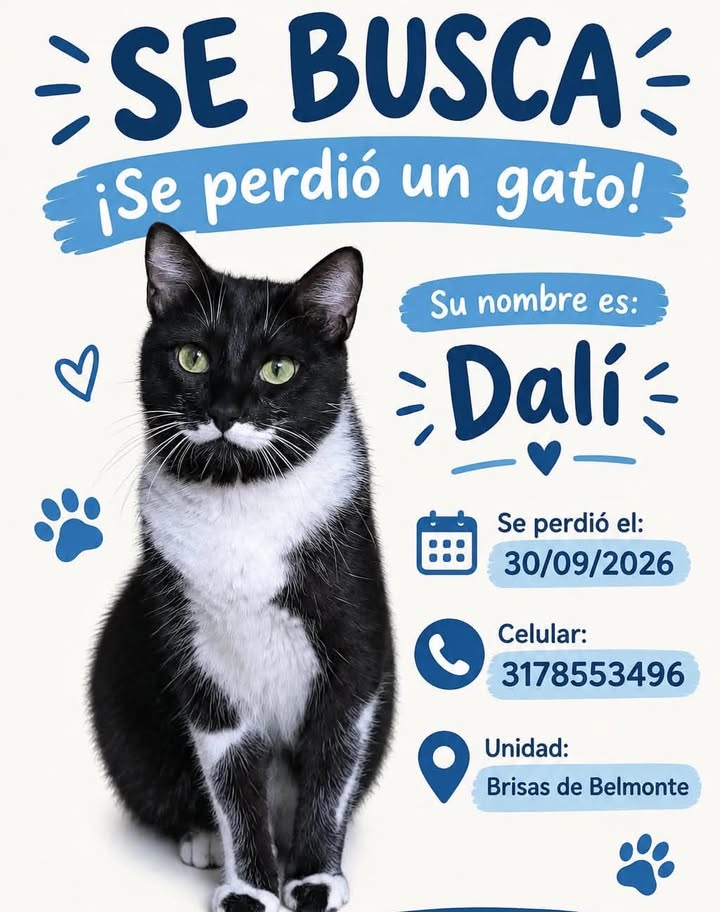 Se busca gato llamado Dali en Risaralda, Colombia 