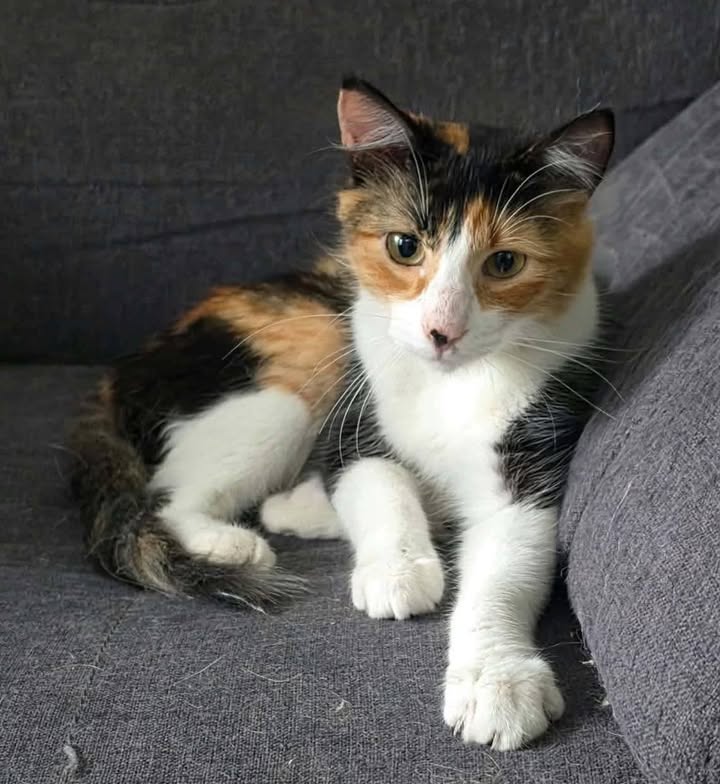 Gatitos en Adopción Responsable en Pereira 