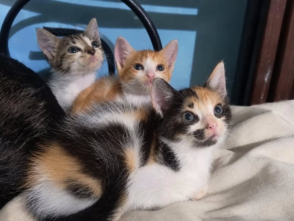 Gatitos en adopción responsable en Pereira, Risaralda 