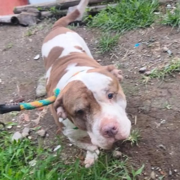 Perra de 5 años en adopción por maltrato y fallecimiento de propietario 
