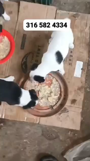 Cachorras buscan hogar en Tuluá, Valle 
