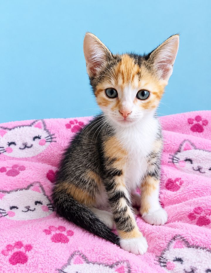 Gato tricolor en adopción en Neira, Caldas 