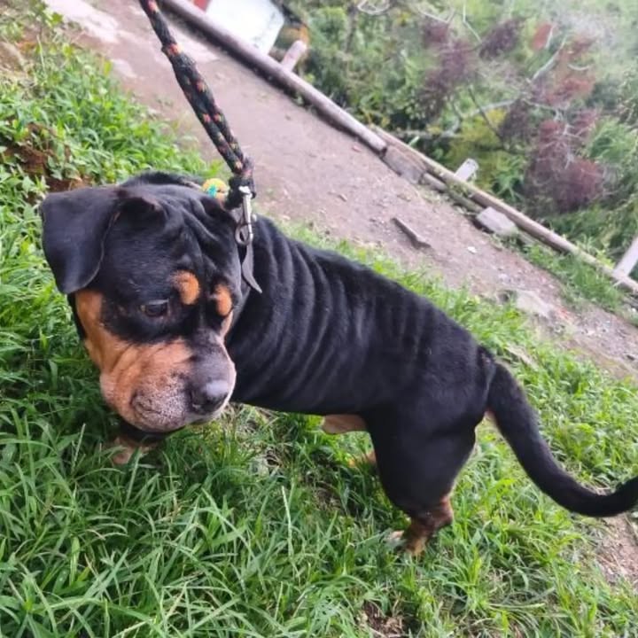Perro de 5 años en adopción en Pereira, Risaralda 