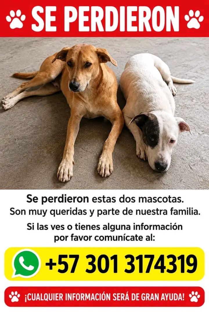 Dos mascotas perdidas en Tuluá, Valle 
