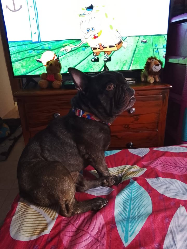 Perro Bruno en adopción responsable en Amagá, Antioquia 
