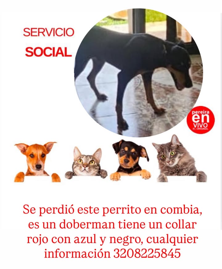 Perro Doberman perdido con collar rojo azul y negro en Combia 