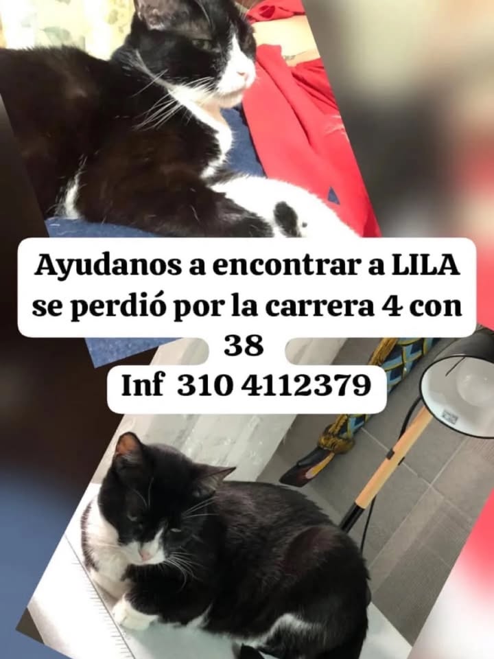 Ayudanos a encontrar a LILA perdida en Pereira, Risaralda 