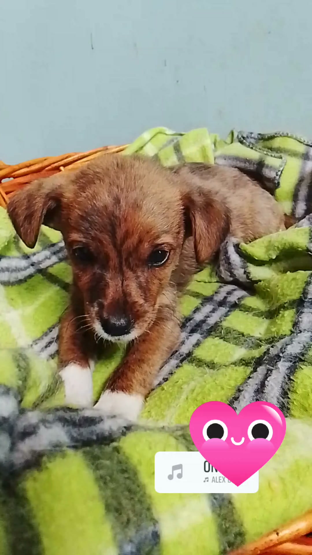 Cachorros en adopción en Neira, Caldas 