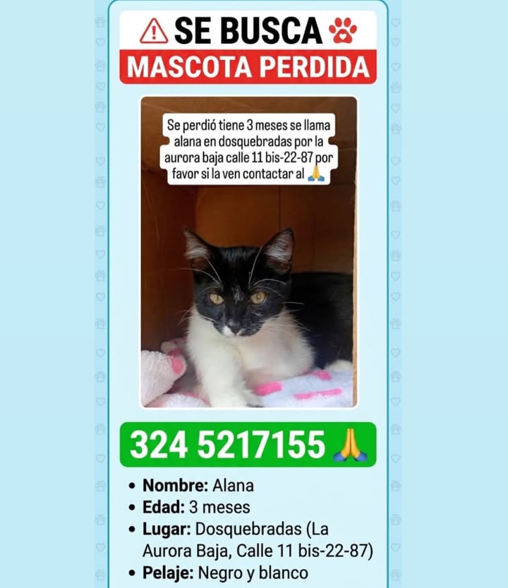 Se Busca Mascota Perdida: Gata Negra y Blanca 