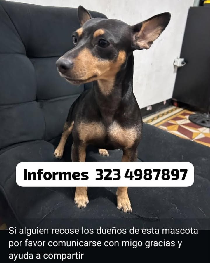 Perro perdido en Risaralda 