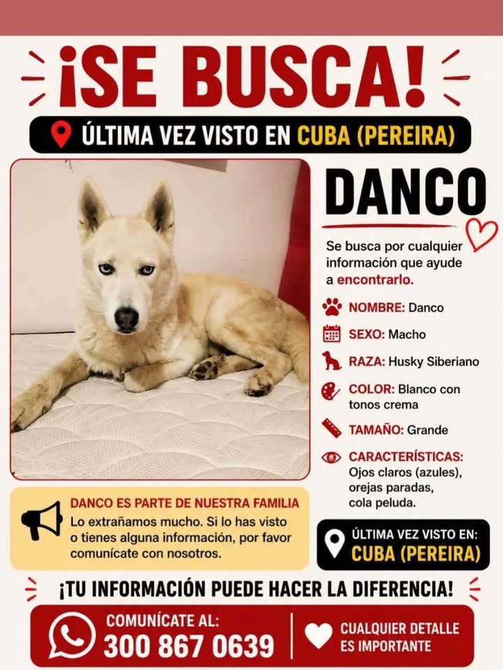 Perro Danco perdido en Cuba, Pereira 