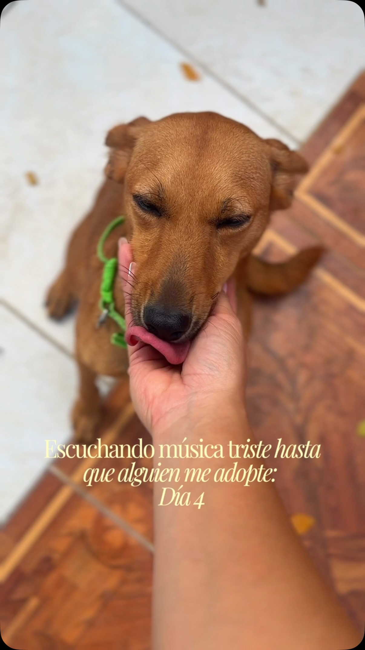 Perrita Ratona busca adopción en Cartago, Valle 