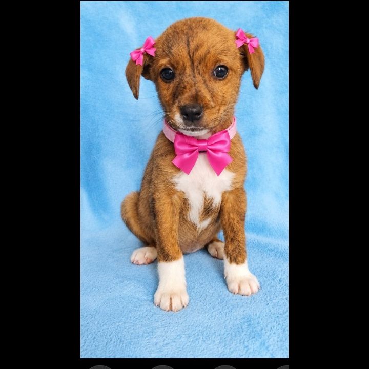 Adopción responsable de cachorra hembra tamaño mediano en Neira, Caldas 