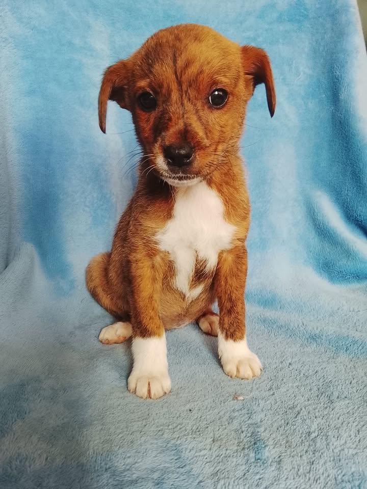 Cachorro Mestizo Joven en Adopción - Neira, Caldas 