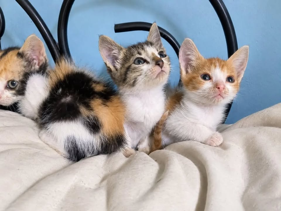 Gatitos en adopción responsable en Pereira, Risaralda 