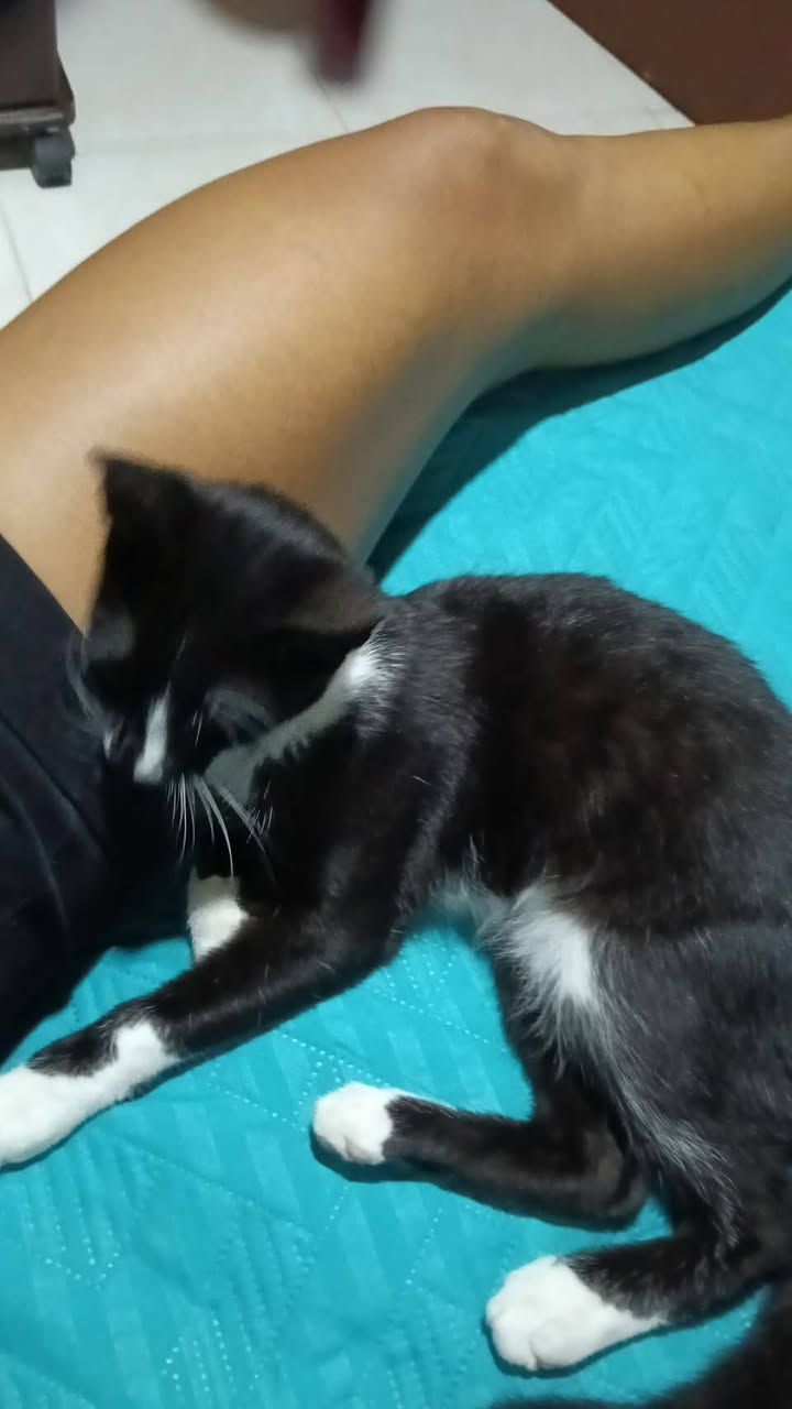 Gatito tierno y juguetón busca hogar amoroso en Tuluá 