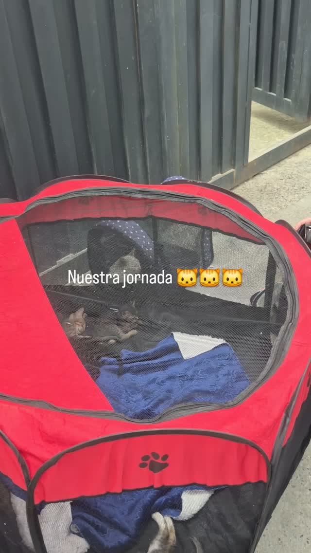 Adopción de cachorro en Bogotá 
