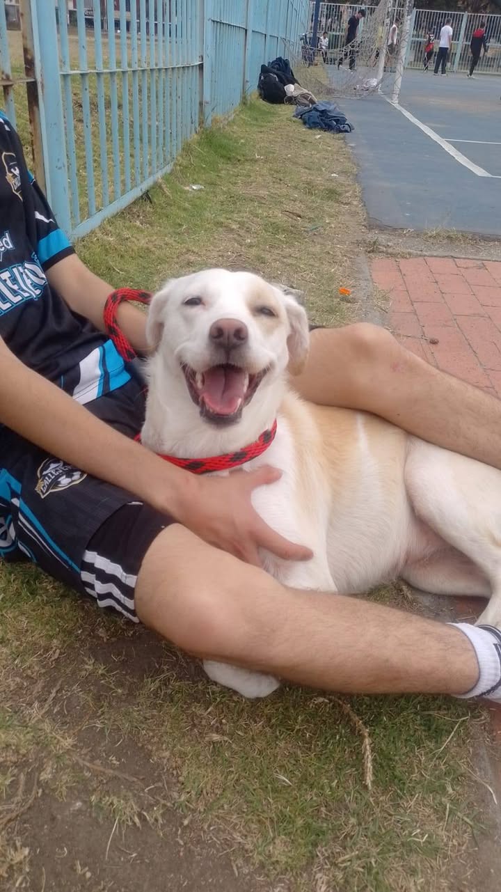 Adopción Urgente de Cachorro Labrador en Bogotá 
